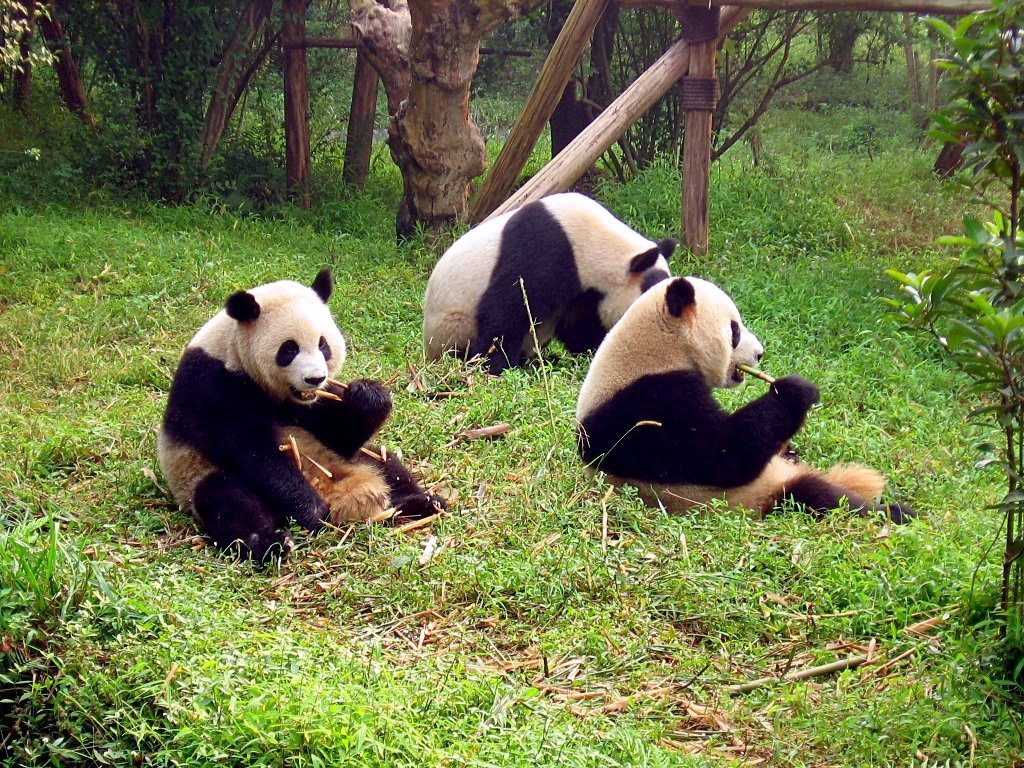 A giant panda eating bamboo at the Chengdu research base