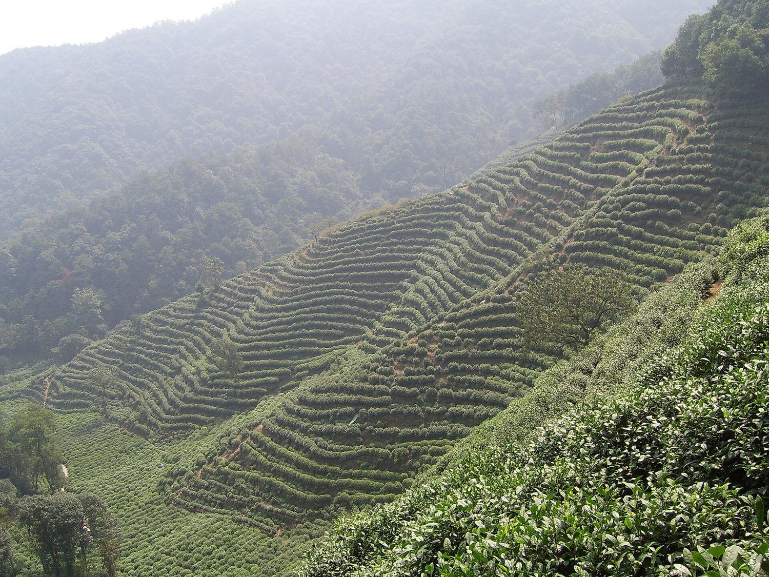 Rows of tea bushes on terraced hills above West Lake