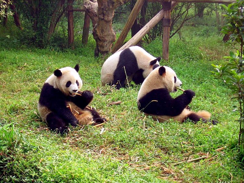 A giant panda at the Chengdu research base